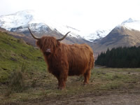 Highland Cow Glen Nevis
